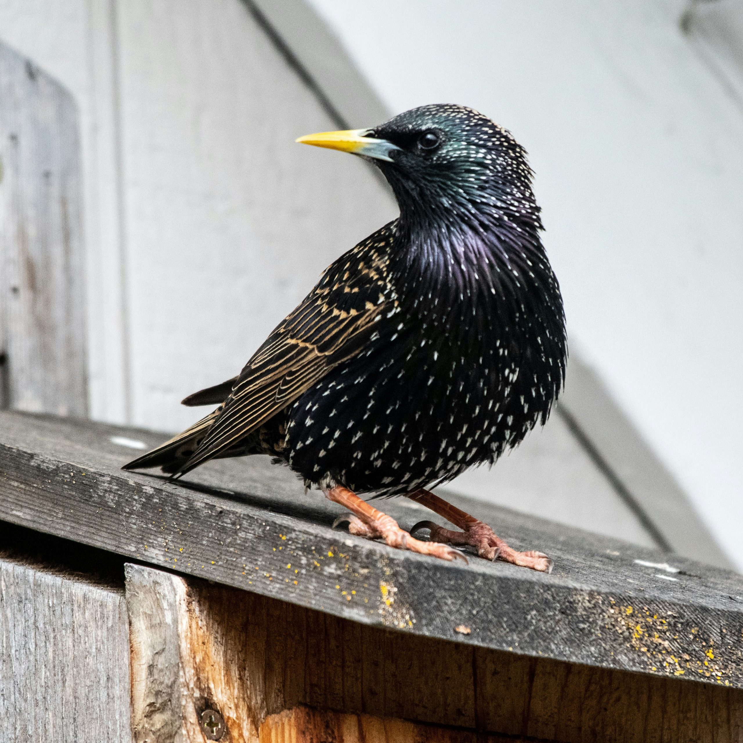 Alle Stare sind schon da!